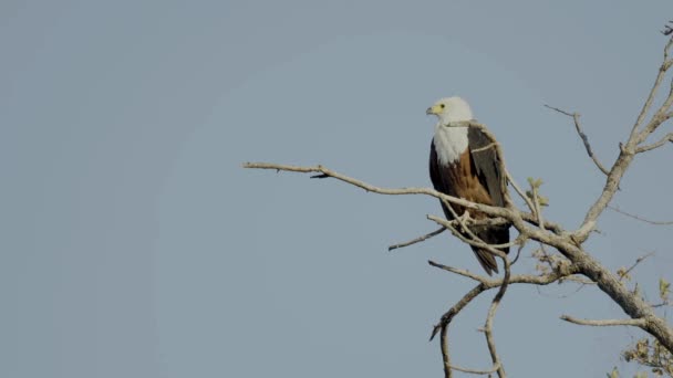 Video Clip Bald Eagle Preening Itself Tree Top Coeur Alene — Stock Video