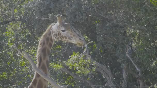Northern Giraffe Close While Eating Northern Giraffe Giraffa Camelopardalis Also — стоковое видео