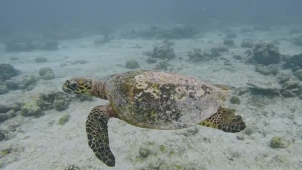 Curious Big Loggerhead Sea Turtle Caretta Caretta Swimming Close Camera — Stock Video
