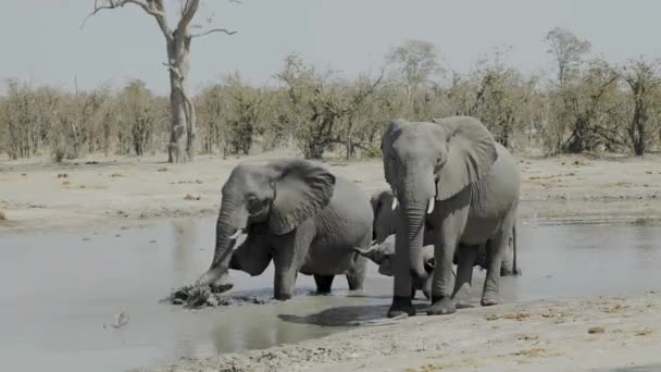 Three African Elephants Standing Muddy Waterhole Splashing Water All Them — Vídeos de Stock