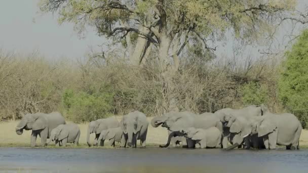 Herd Van Grootste Afrikaanse Dier Majestic African Elephant Loxodonta Waterput — Stockvideo