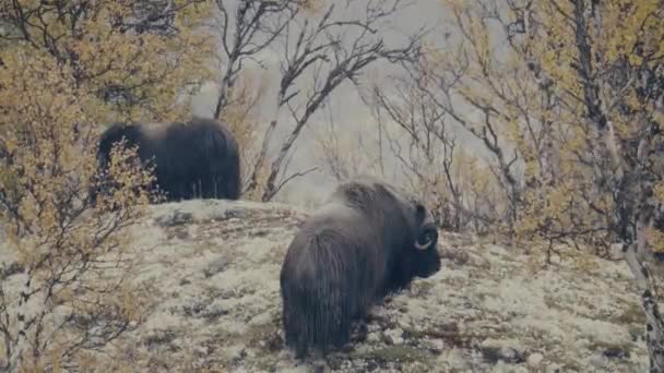 Group Musk Bull Roaming Autumn Tundra Dovrefjell Norway Muskox Ovibos — Αρχείο Βίντεο