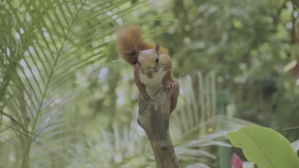 Squirrel Eating Nut Branch American Red Squirrel Tamiasciurus Hudsonicus — Stok video