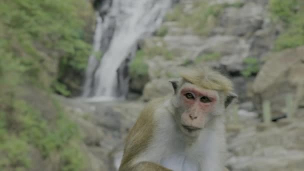 Close Beautiful Rhesus Monkey — Stock Video