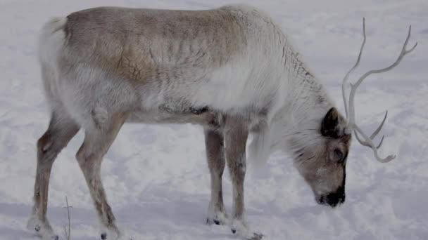 Horned Reindeer Eat Moss Reindeer Moss Deer Farm Winter Day — ストック動画