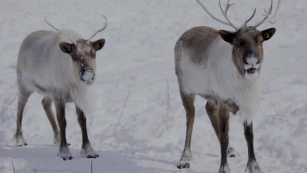 Herd Reindeer Forest Tundra Looking Straight Camera — Wideo stockowe