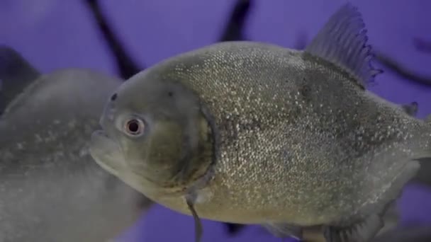 Predatory Hungry Freshwater Red Bellied Piranha Fish Swimming River Water — Stock Video
