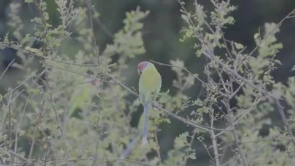 Female Plum Headed Parakeet Perched Tree Branch Chitwan National Park — Vídeo de stock