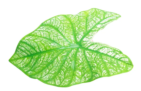 stock image Close up and top view of fresh green caladium leaf with pattern is isolated on white background with clipping path.