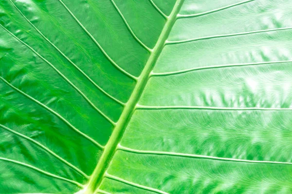 stock image Single green caladium leaf with stripes is used for natural background.