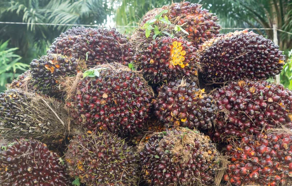 Ripe oil palm fruits is in stack on pickup truck after harvest in plantation. Close up of ripe red oil plam fruits in bunches for background
