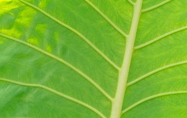 Çizgili tek yeşil kaladyum yaprağı doğal arka plan için kullanılır.