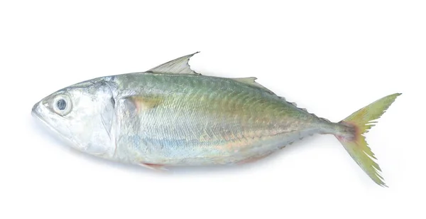 Enkele Verse Makreelvissen Zijn Geïsoleerd Witte Achtergrond Met Knippad — Stockfoto