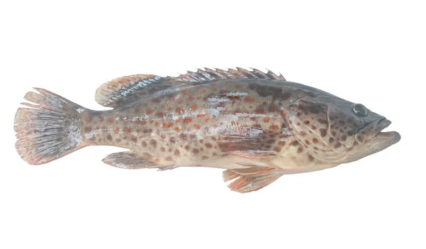 Fresh Red Spot Grouper Isolated White Background Clipping Path — Stock Photo, Image