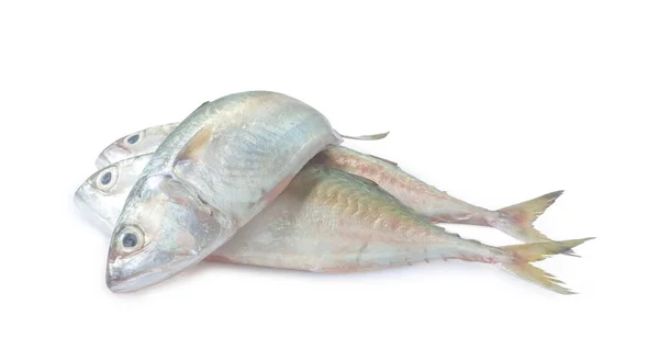 Drei Frische Makrelenfische Stapel Sind Auf Weißem Hintergrund Mit Clipping — Stockfoto