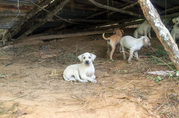 Abandoned poor dogs look so sad and lonely after being abandoned in old shelter in Thailand upcountry. Photo with selective focus