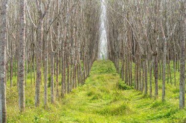 Growth rubber trees in rubber plantation with very little leaves in summer season in Thailand upcountry were taken in pattern background design with walkway between row or line. Natural background texture