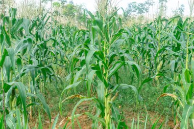 Close up photo of cornfield in Thailand upcountry, Fresh green corns are growing up and providing yield in plantation. Healthy maize or cereal