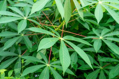 Fresh green manioc, topioca or cassava leaves were taken in cassava field used for natual background texture. Close up photo of industrial plant leaves with auto selective focus