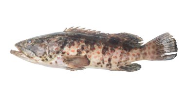 Fresh red spot grouper is isolated on white background with clipping path. Close up photo of biig sea fish