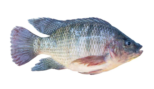 Fresh Nile Tilapia Pla Nin Thai Freshwater Fish Isolated White — Photo