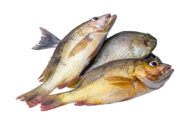 Taze balık türleri ya da çeşitli deniz balıkları küme yolu ile beyaz arka planda izole edilir.