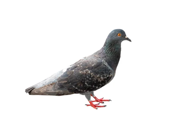 Single Wild Pigeon Standing Isolated White Background Clipping Path — Stock Photo, Image