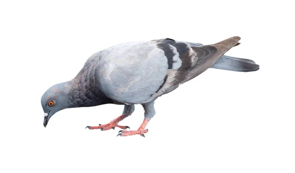 먹이를 내려다보고 비둘기 마리는 배경에 고립되어 — 스톡 사진