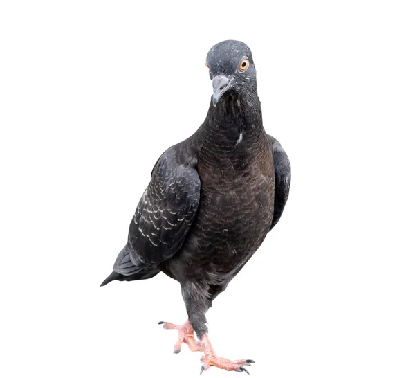 Ayakta Duran Yere Bakan Tek Bir Siyah Güvercin Beyaz Arka — Stok fotoğraf
