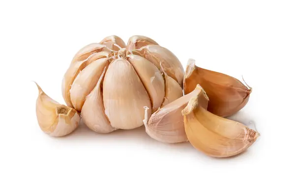 Single Fresh White Garlic Bulb Segments Isolated White Background Clipping — Foto de Stock