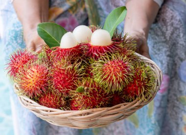 Delicious ripe red rambutans in wooden fruit basket is in old woman farmer hands streching out to present the fruit. clipart