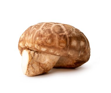 Taze Shiitake mantarı kırpma yolu ile beyaz arka planda izole edilir. Japon ve Çin bitkileri