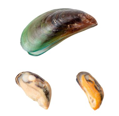 Taze yeşil midyelerin buharda pişirilmiş veya pişirilmiş gıdaları beyaz arka planda kırpma yolu ile izole edilir..