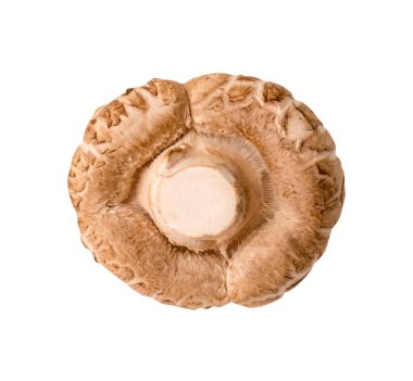 Shiitake mantarlarının üst görünümü kırpma yolu ile beyaz arkaplanda izole edilir.