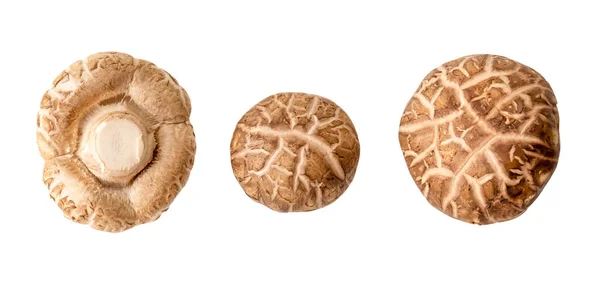 Draufsicht Auf Frische Und Trockene Shiitake Pilz Set Ist Auf lizenzfreie Stockbilder