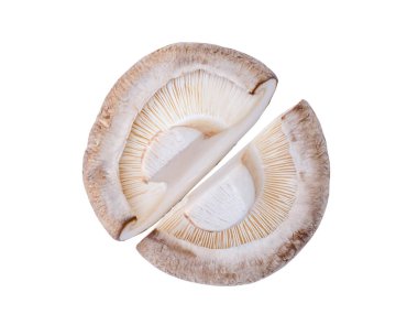 Tek bir taze shiitake mantarının üst görünümü kırpma yolu ile beyaz arkaplanda izole edilir.