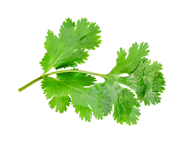 Top view of fresh green coriander or Chinese parsley leaf is isolated on white background with clipping path.
