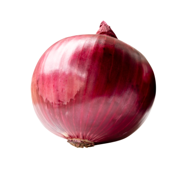 Tek taze kırmızı veya mor soğan ampulü png dosya biçiminde kırpma yolu ile izole edilir.