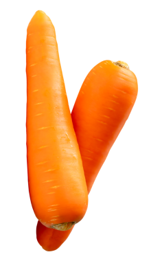 Yığındaki taze turuncu havuç kökleri yan görünümü png dosya biçiminde kırpma yolu ile izole edilmiştir.