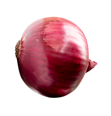 Tek taze kırmızı veya mor soğan ampulü png dosya biçiminde kırpma yolu ile izole edilir.