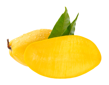 Tek olgun sarı mango ve yarısı yeşil yapraklı ve su damlacıkları png dosya biçiminde kırpma yolu ile izole edilir.