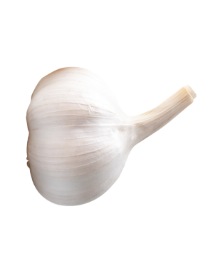 Tek beyaz sarımsak ampulünün yan görünümü png dosya biçiminde kırpma yolu ile izole edilmiştir.