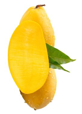 İki olgun sarı mango ve yarısı yeşil yapraklı ve su damlacıkları beyaz arka planda kırpma yolu ile izole edilir..