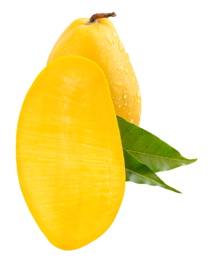 Tek olgun sarı mango ve yarısı yeşil yapraklı ve su damlacıkları png dosya biçiminde kırpma yolu ile izole edilir.