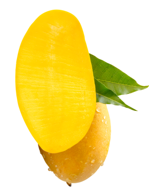 Tek olgun sarı mango meyvesi ve yarısı yeşil yapraklı ve su damlacıkları png dosya biçiminde kırpma yolu ile izole edilmiştir.