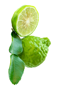 Yeşil bergamot meyveleri veya yarım ve yeşil yapraklı kaffir limonu yan görünümü png dosya biçiminde kırpma yolu ile izole edilmiştir.