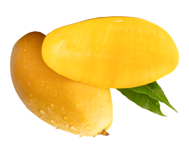 Tek olgun sarı mango meyvesi ve yarısı yeşil yapraklı ve su damlacıkları png dosya biçiminde kırpma yolu ile izole edilmiştir.