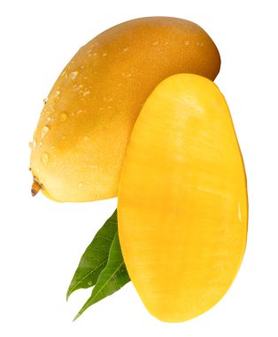 Tek olgun sarı mango meyvesi ve yarısı yeşil yapraklı ve su damlacıkları beyaz arka planda kırpma yolu ile izole edilir..