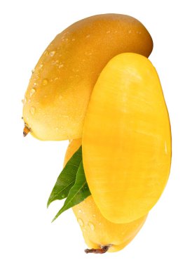 İki olgun sarı mango meyvesi ve yarısı yeşil yapraklı ve su damlacıkları beyaz arka planda kırpma yolu ile izole edilir..