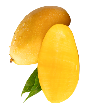 Tek olgun sarı mango meyvesi ve yarısı yeşil yapraklı ve su damlacıkları png dosya biçiminde kırpma yolu ile izole edilmiştir.